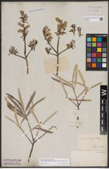 Foto von Salix candida Flüggé ex Willd. x Salix petiolaris Sm.